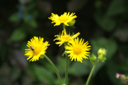 Doronicum pardalianchesHartbladzonnebloem bestellen